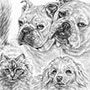 Custom drawing of family pets in pencil